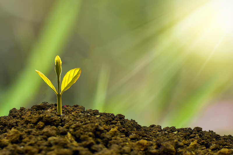 coins and plant growing from soil representing investment growth