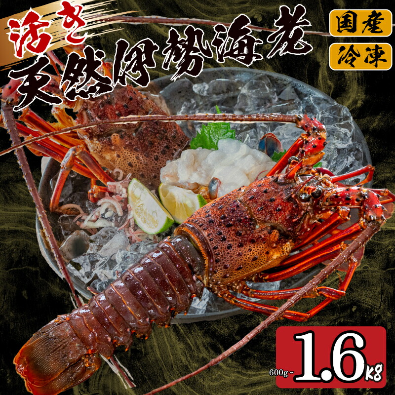 ふるさと納税 高知県須崎市 活き伊勢海老